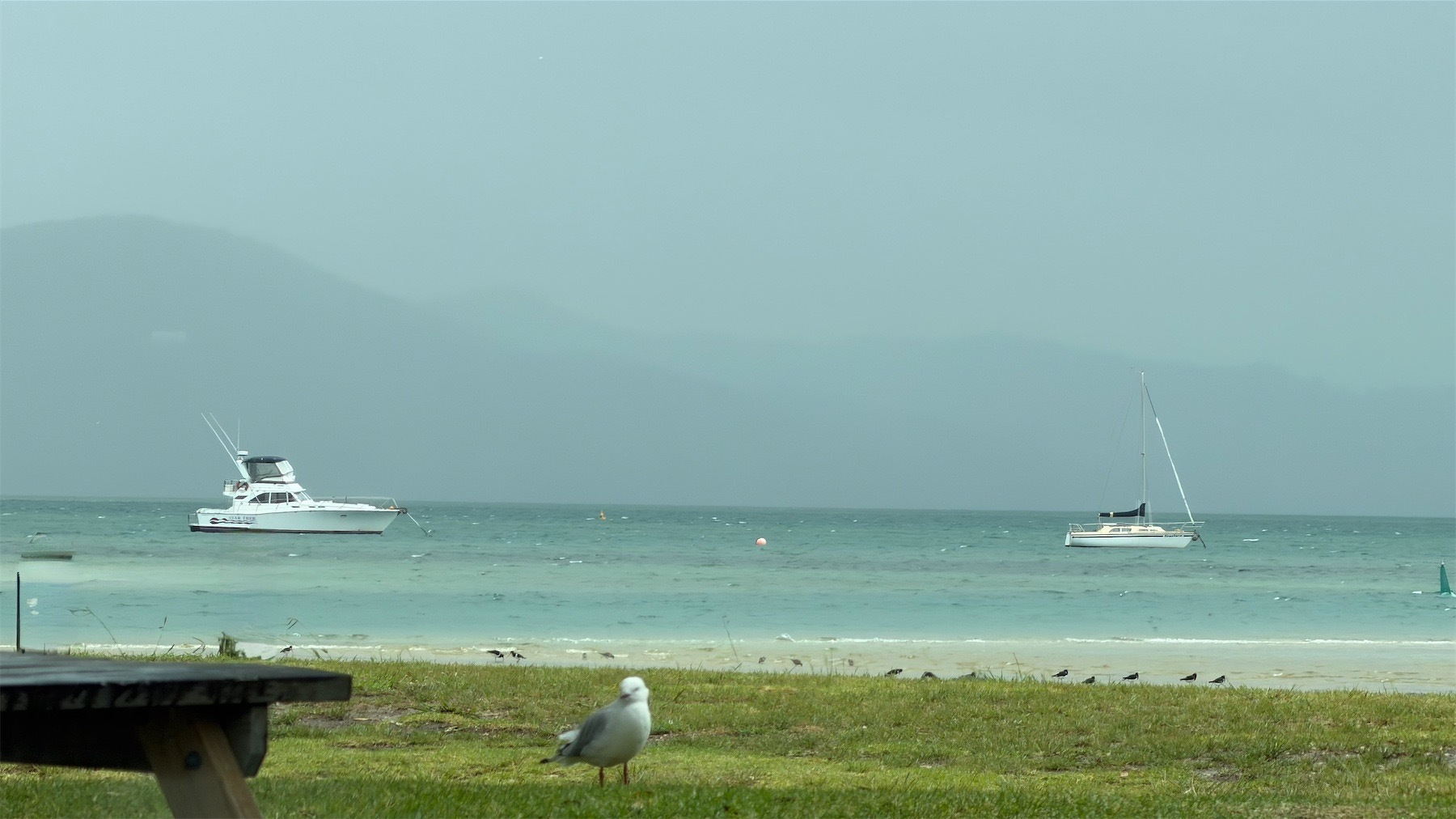 Marsden Bay with milky blue water, distant cloudy hills, white boats on the water, a gull on green grass in the foreground. 