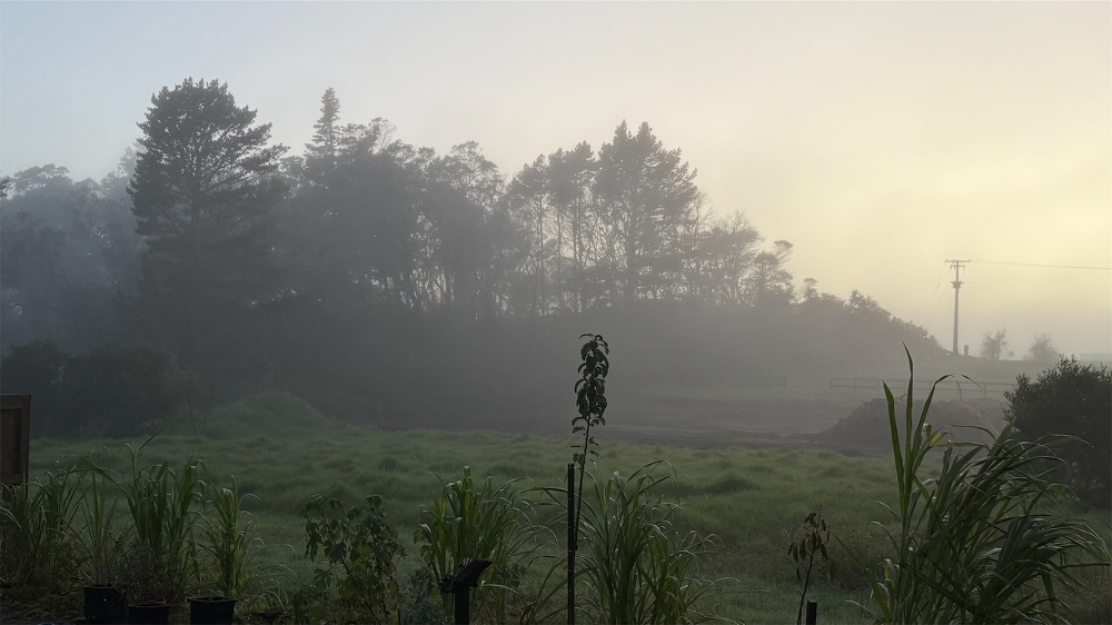 Misty view across greenery to trees.