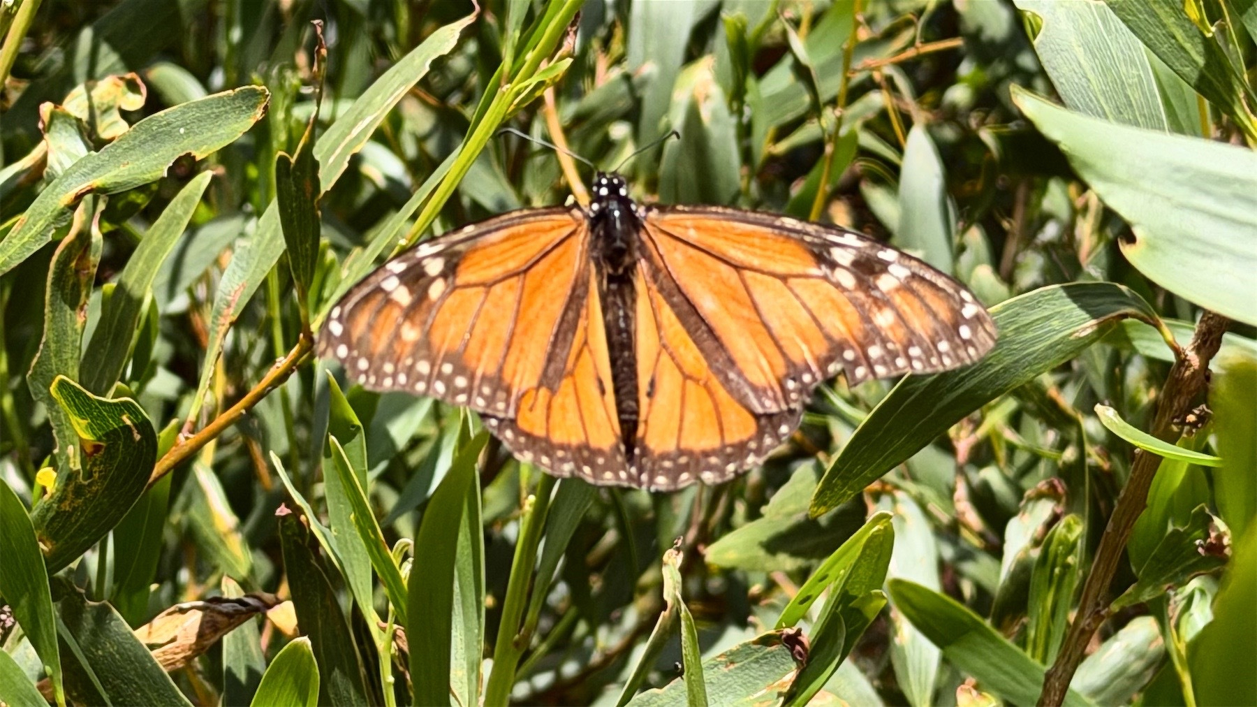 Monarch butterfly on a green plant.