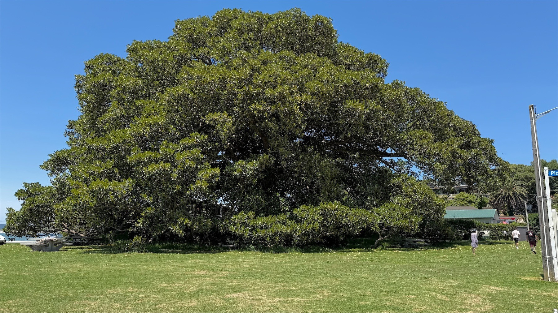 Huge Moreton bay fig tree.