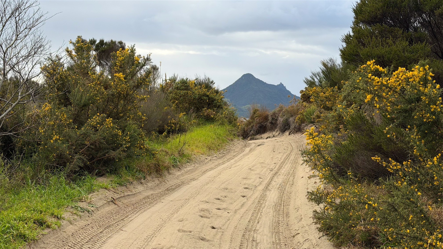 Sandy track between flowering gorse bushes, with a hip top in the distance and no sign of the sea.