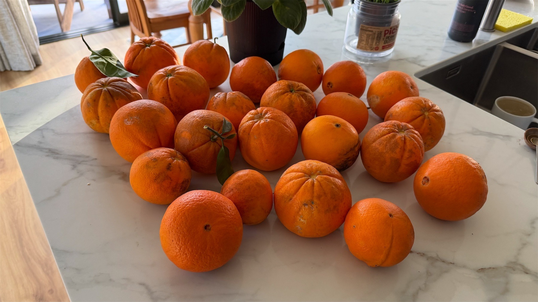Two dozen oranges spread out on the kitchen bench. 