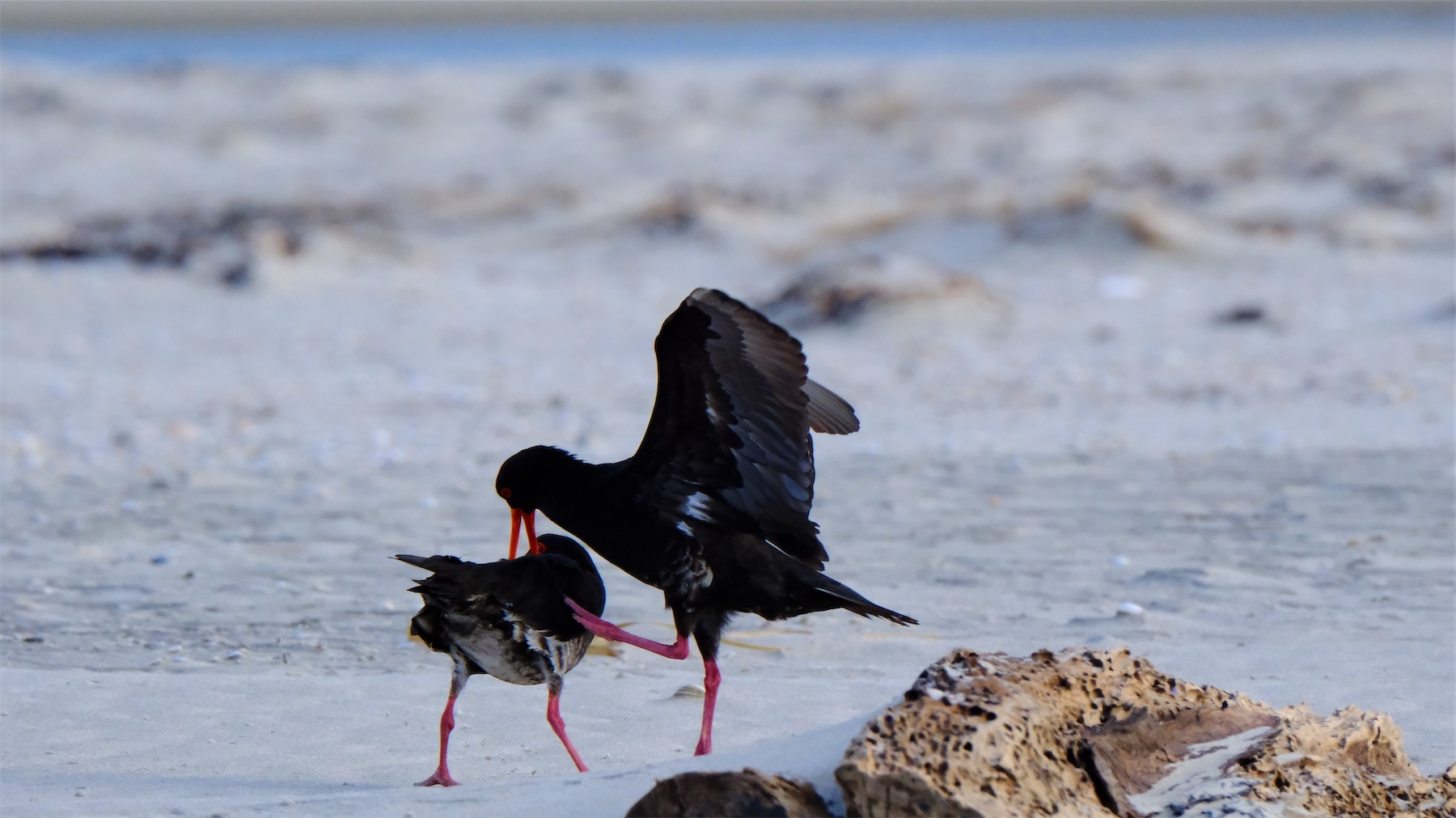 Two black birds with long red beaks and legs are interacting (fighting) on a sandy beach near a rock.