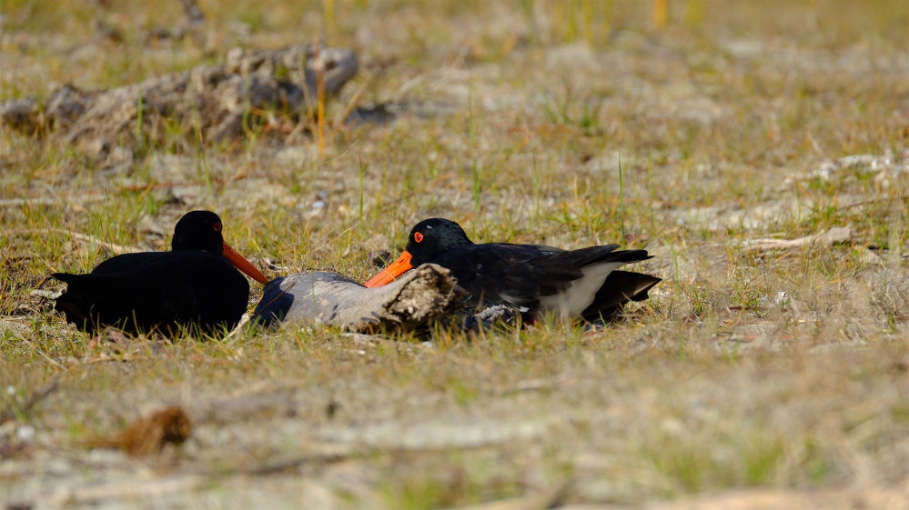 Two black birds with orange beaks are resting on sandy ground among sparse grass.
