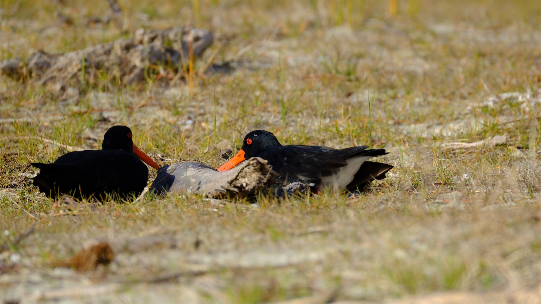 Two black birds with orange beaks are resting on sandy ground among sparse grass.