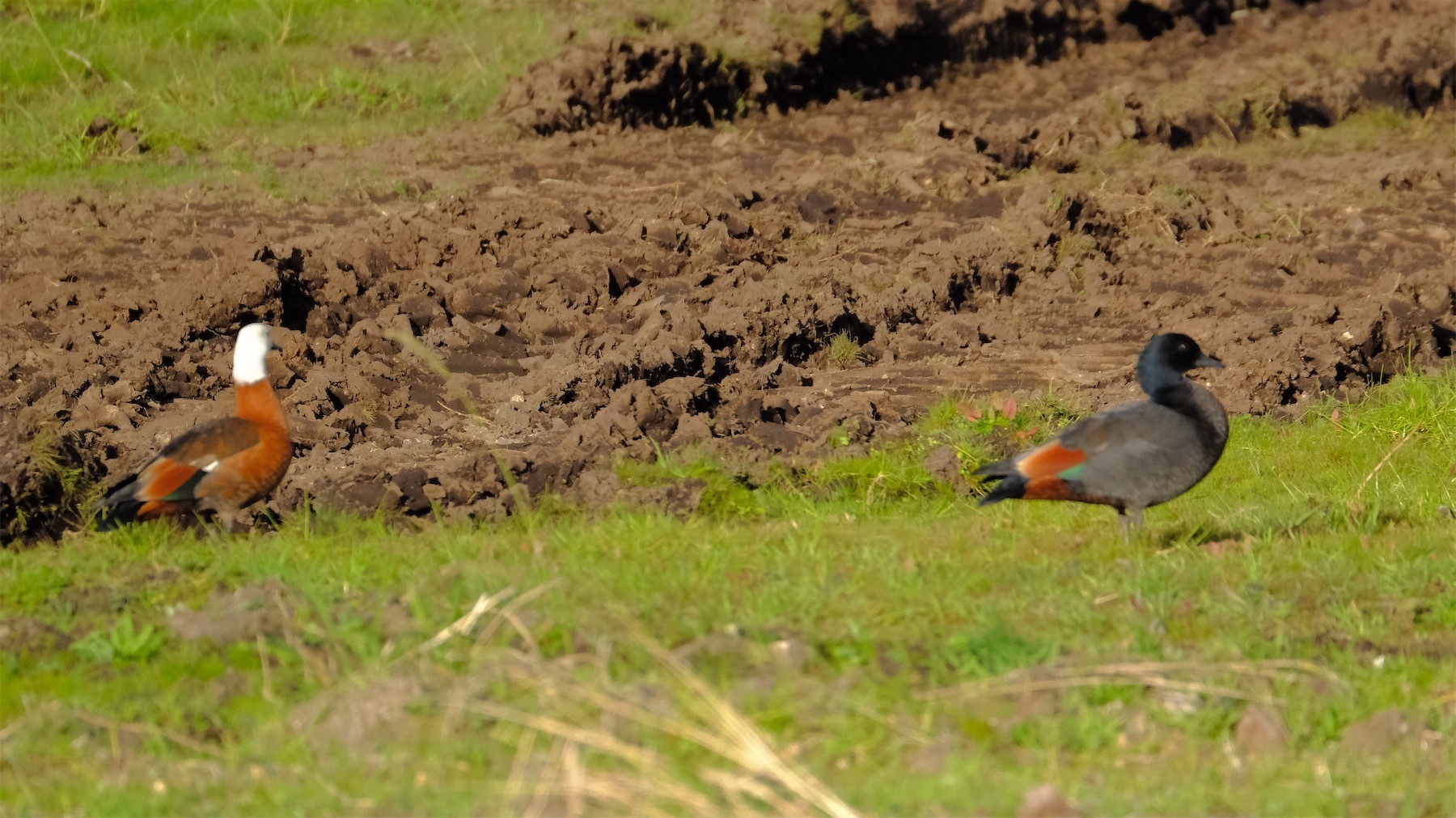 Male and female Paradise ducks on grass by bare earth. 