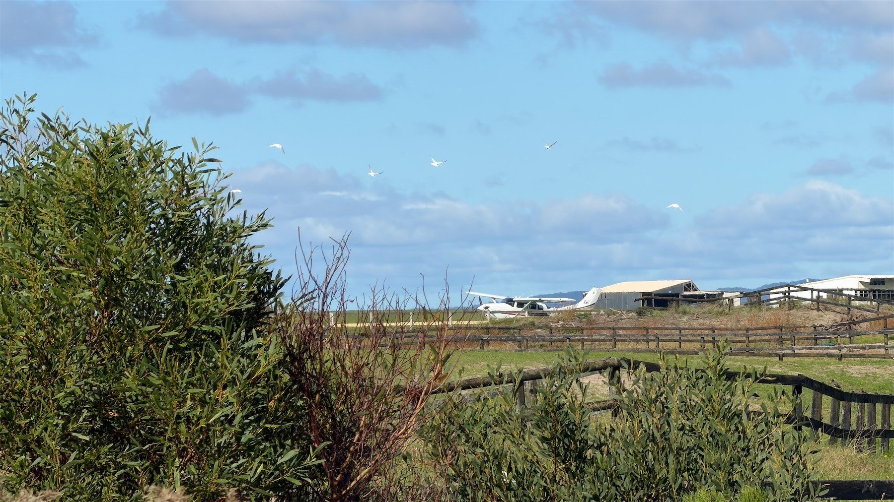 Small plane and a flock of startled gulls on the racecourse. 