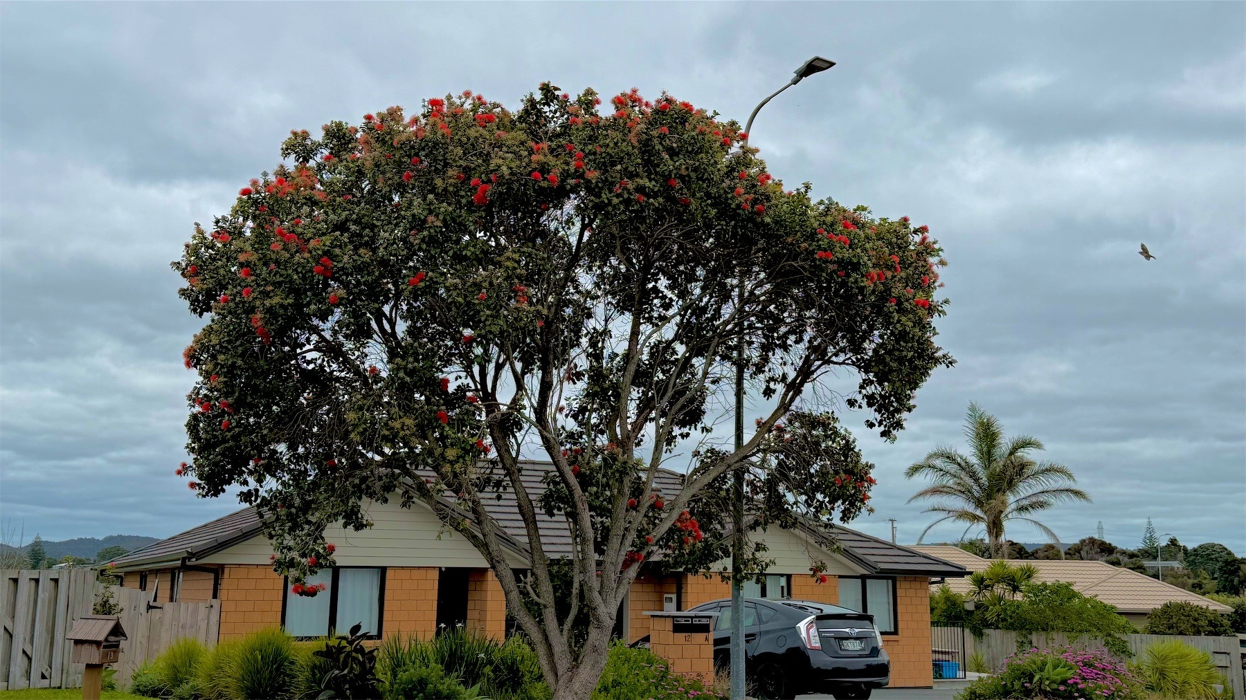 Large tree with red flowers in a suburban street. Duck flying past on the right.