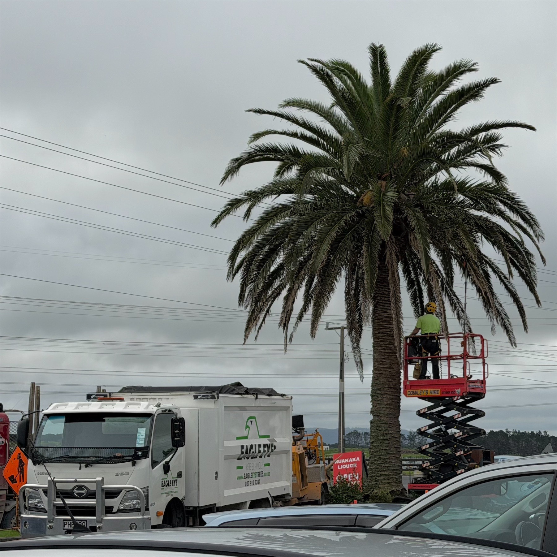 A worker on a crane platform ready to prune the bushy top of a palm tree. 