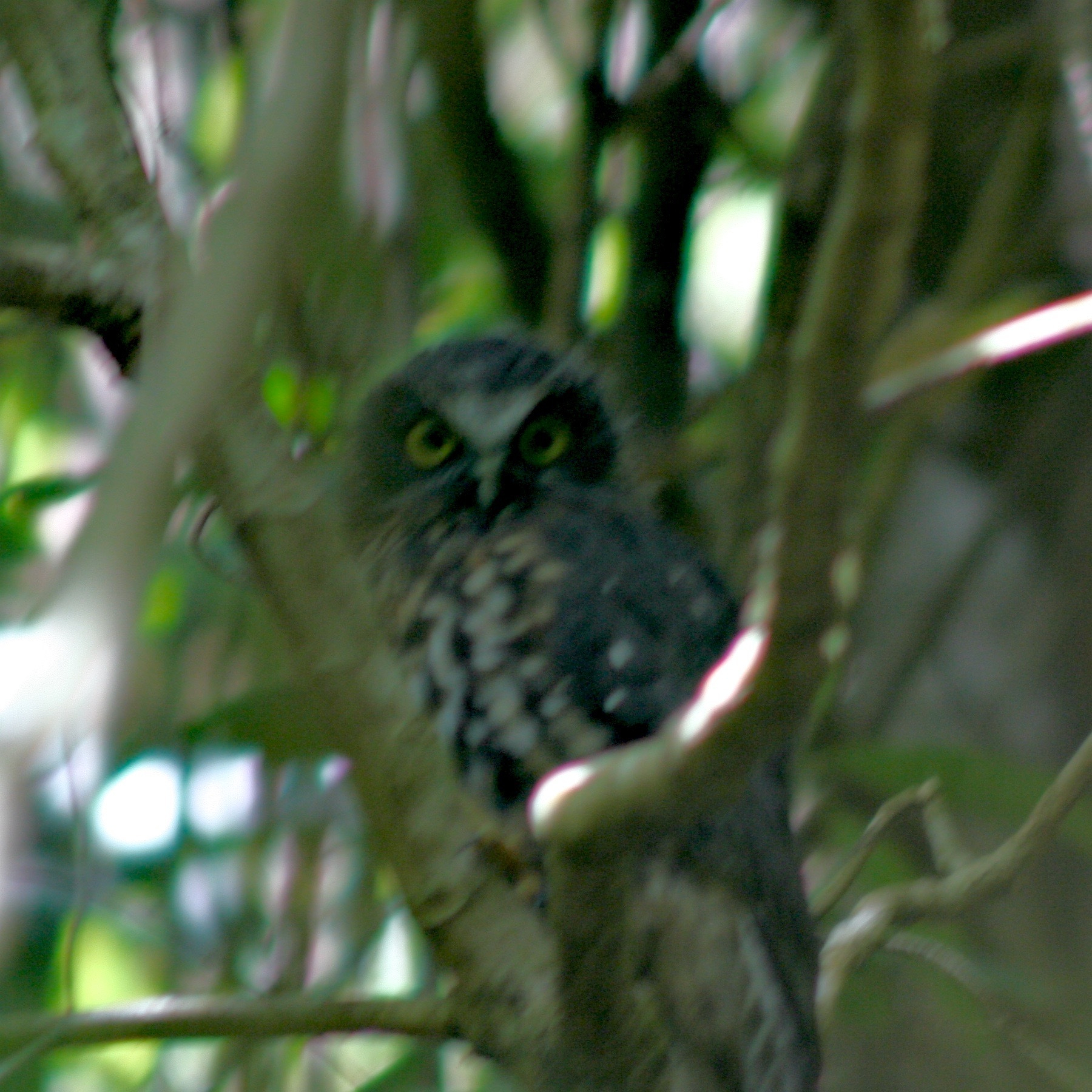 Small owl in a tree.