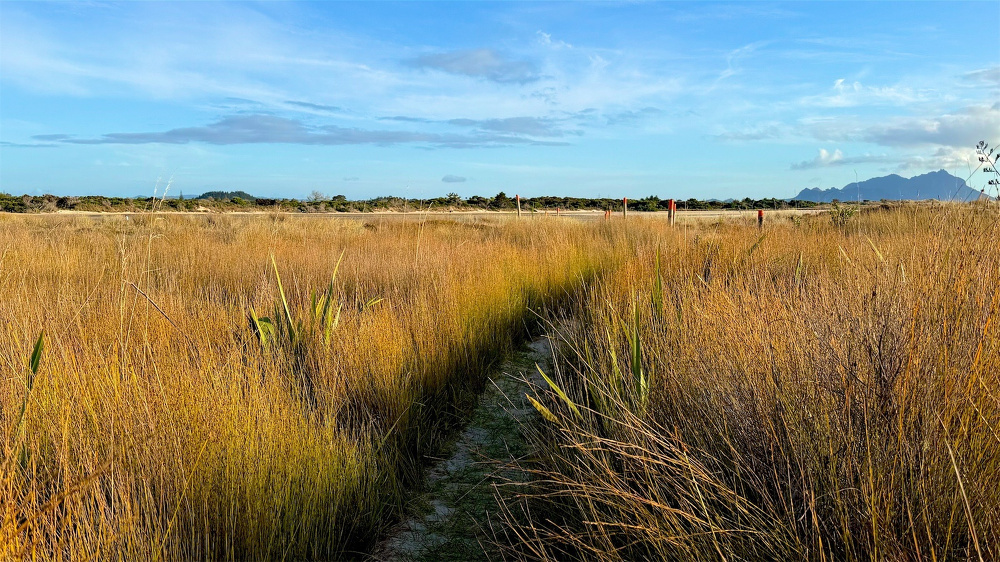 A narrow track through rushes, with the river mouth in the background. 