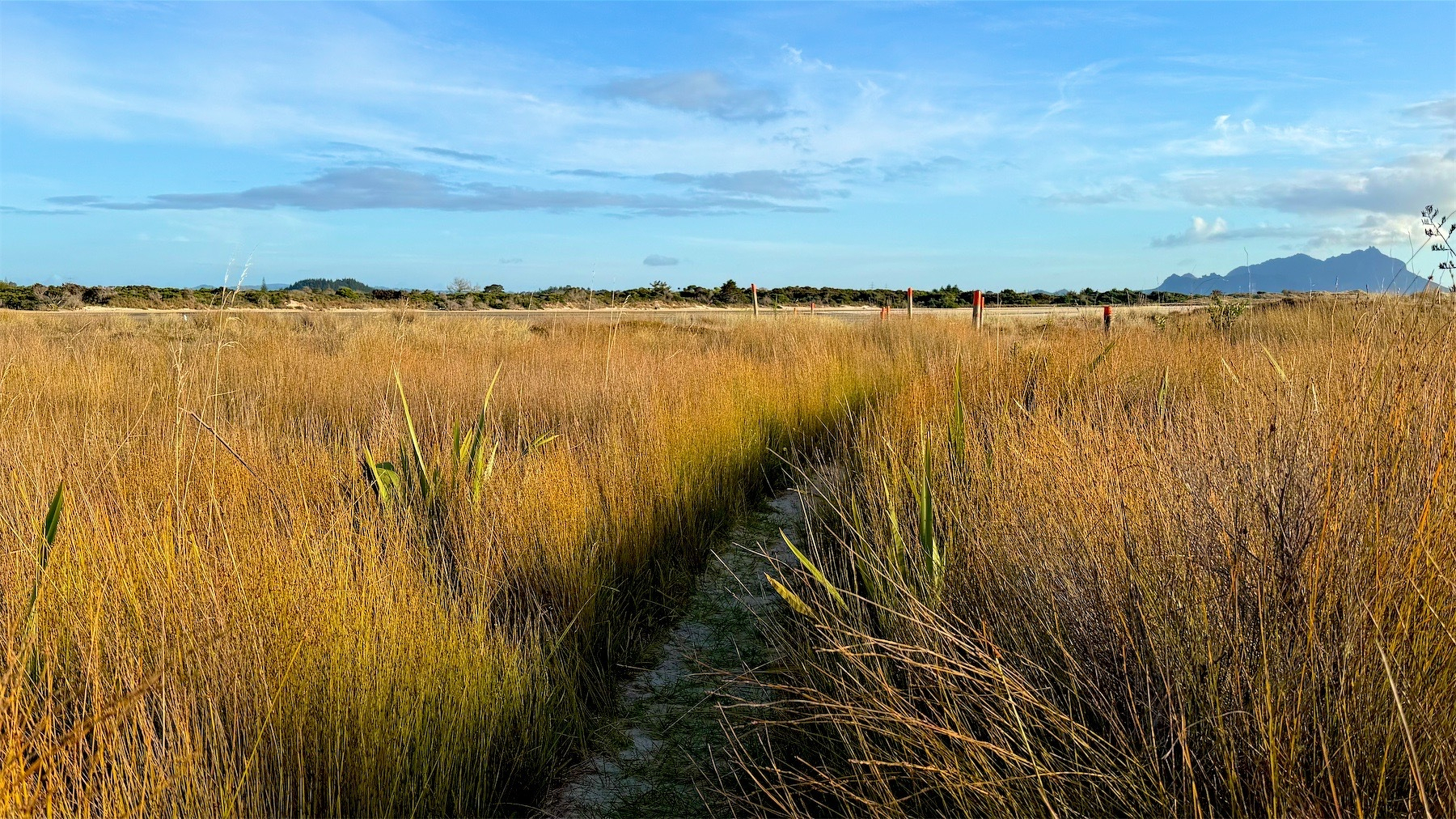 A narrow track through rushes, with the river mouth in the background. 
