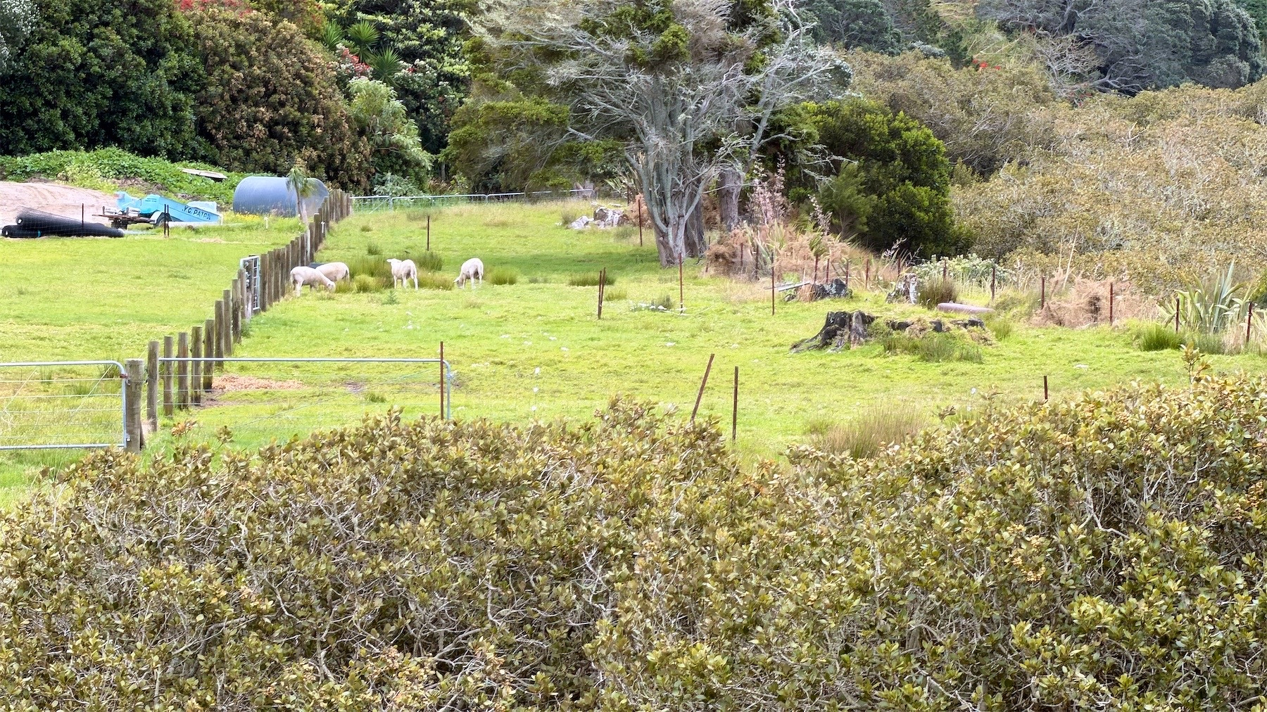 4 sheep in a fenced grassy area behind mangroves.