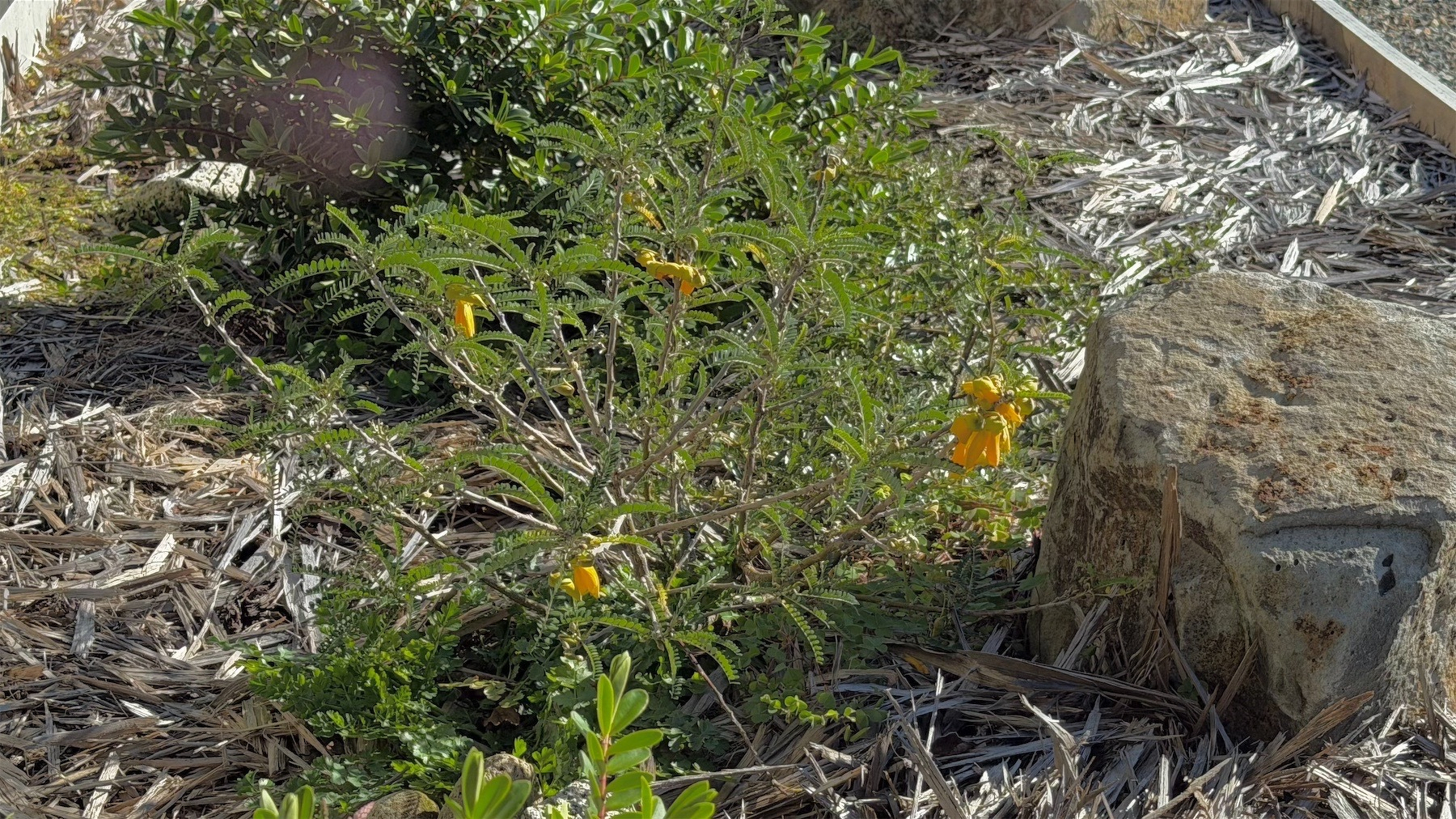 Small green shrub with yellow flowers.