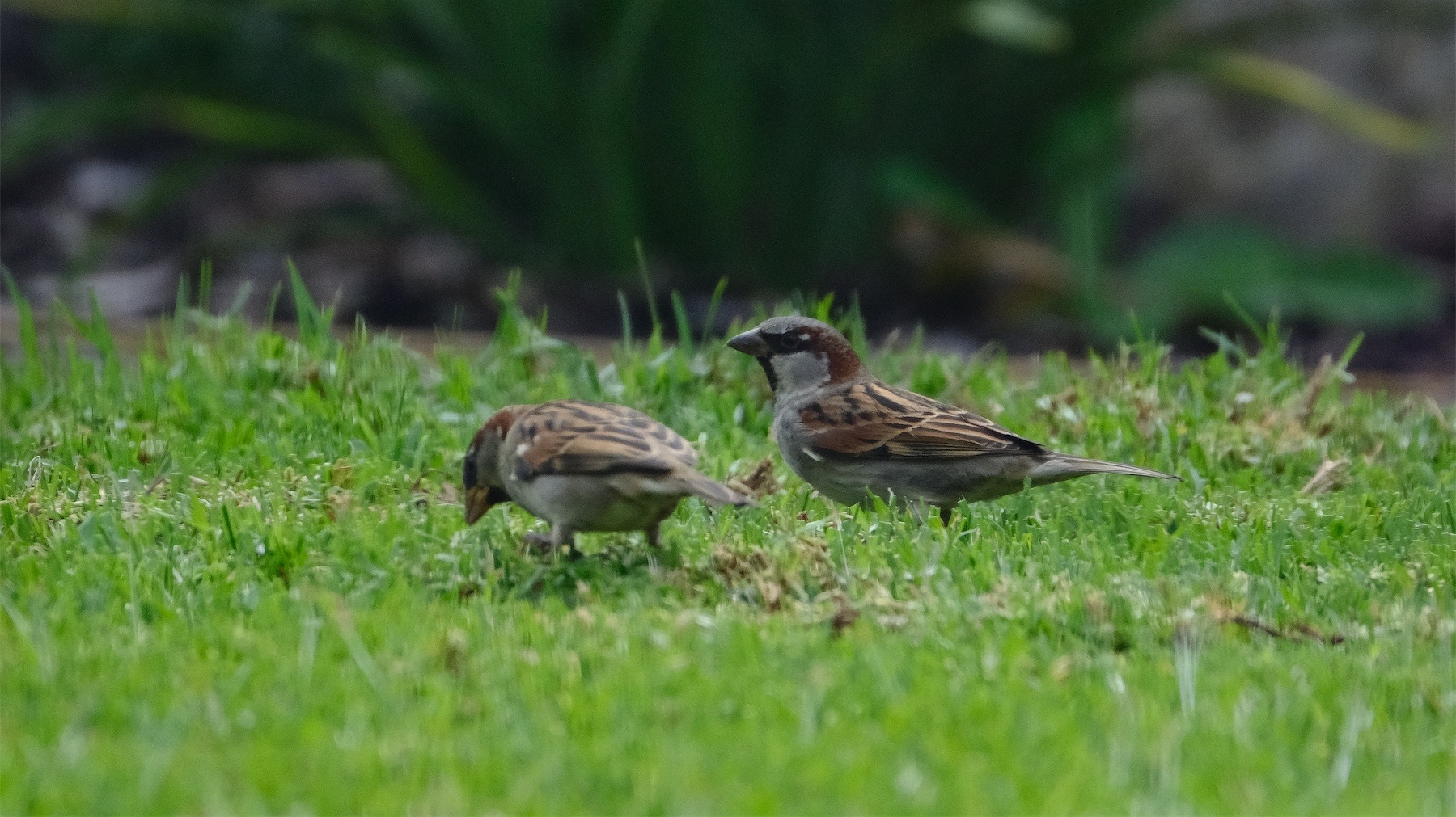Two sparrows on grass. 
