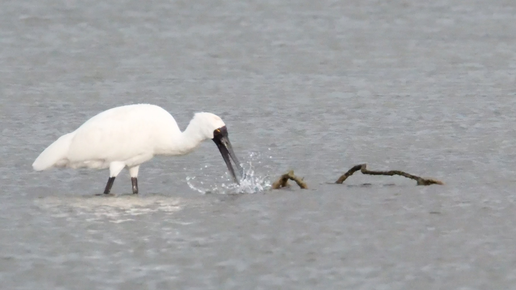 Spoonbill with beak partly in water and splashes all around the beak.