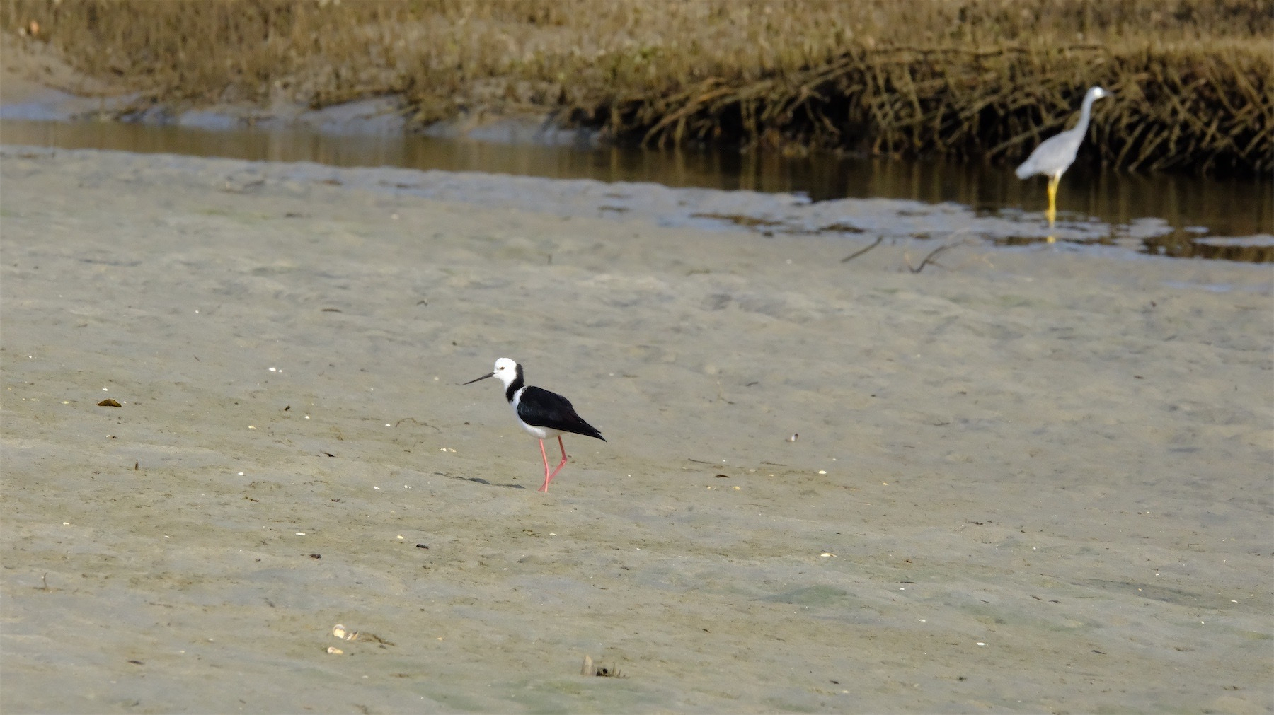 Pied stilt on river mud with heron in water in the background.