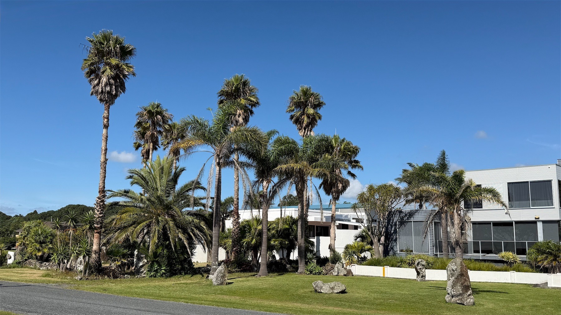 Subtropical trees against blue sky.