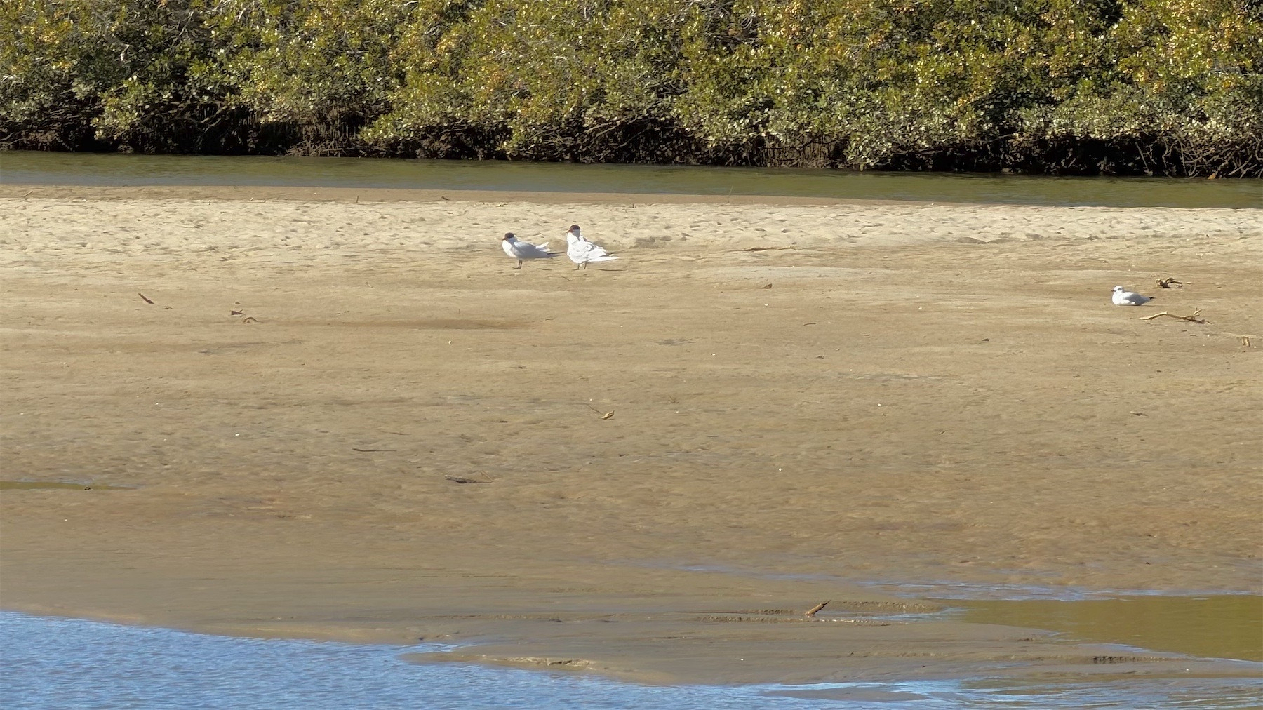 Terns and a gull.