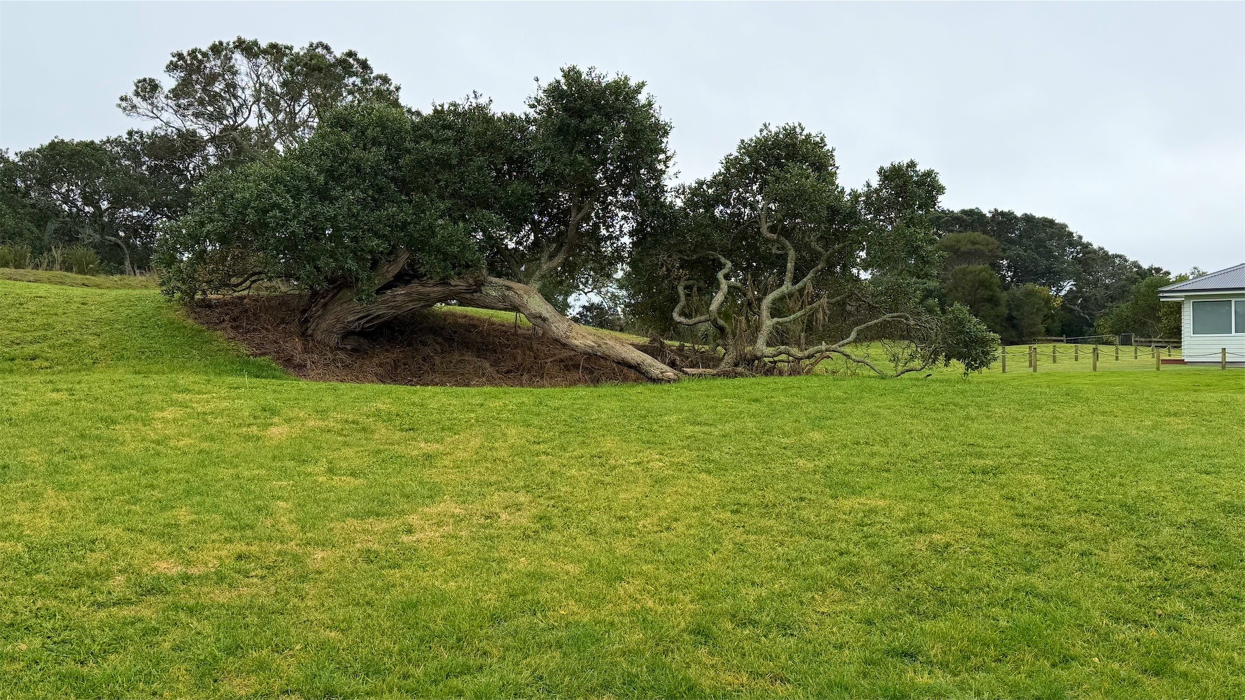 A tree on a slight grassy bank, with a branch reaching down to the area below.