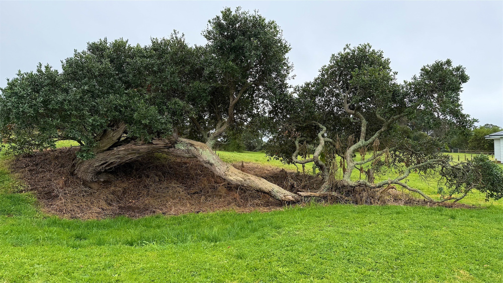 Close up: a tree on a slight grassy bank, with a branch reaching down to the area below. 