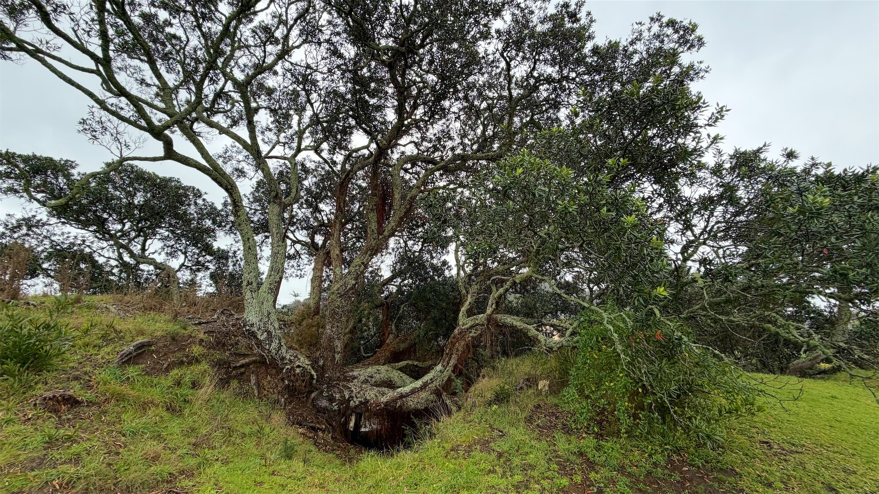 A large tree with several near horizontal branches at ground level.