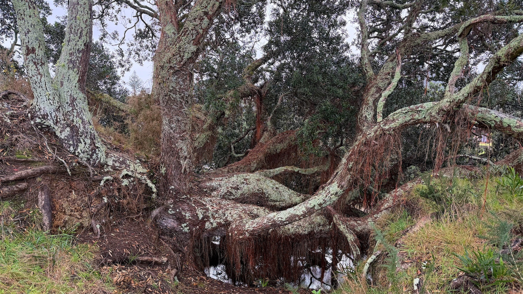 Close up on the several large branches / trunks of the tree at the edge of the river. A little water shows below the branches.