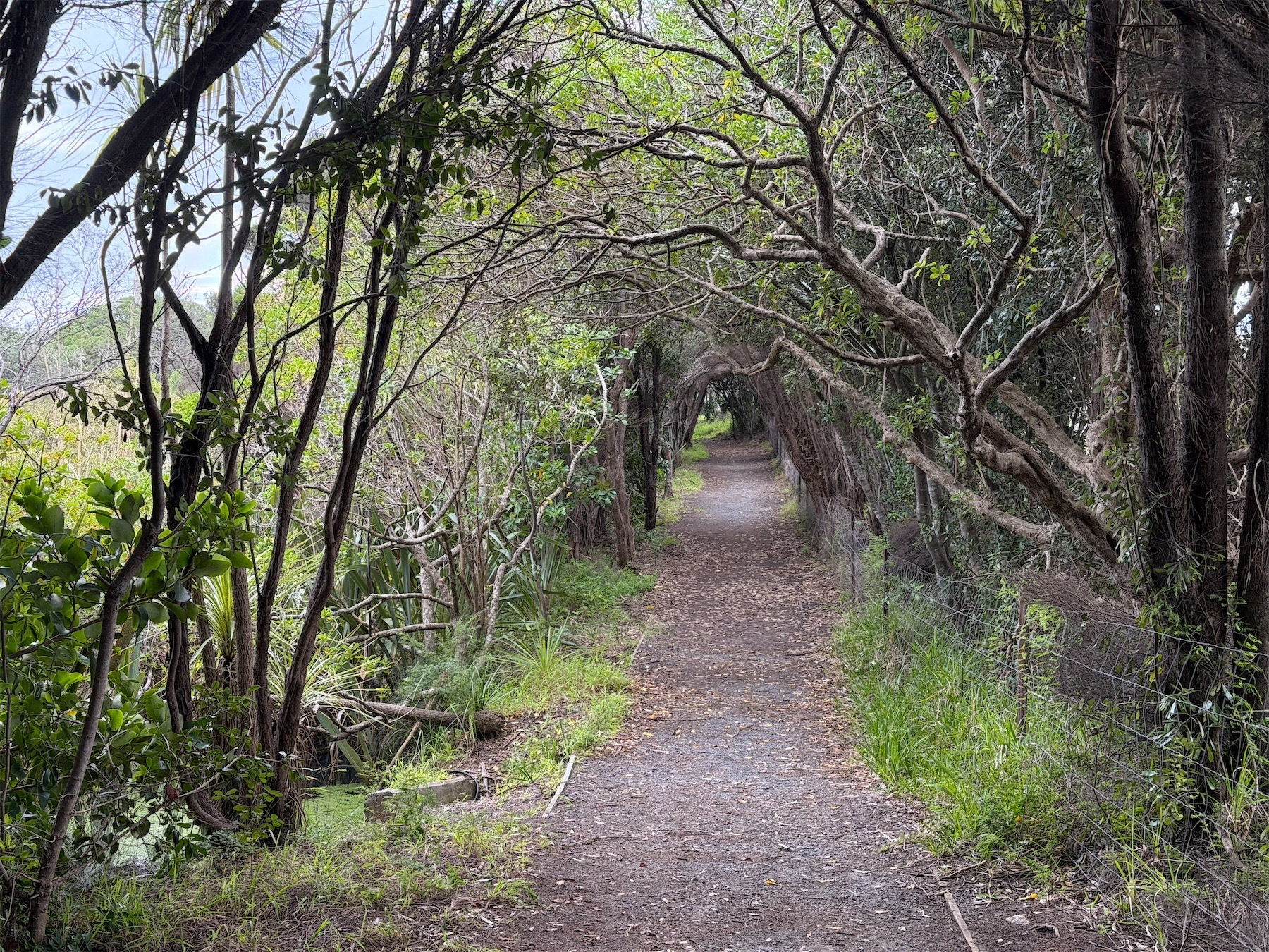 Trees form a tunnel along the walk.