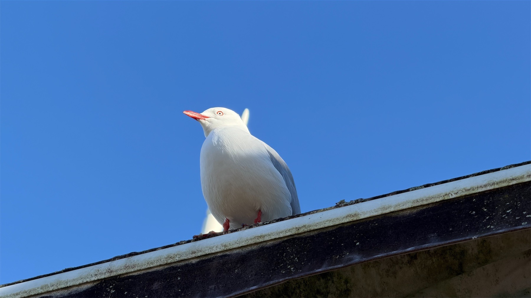 Gull on a roof edge just above my table.