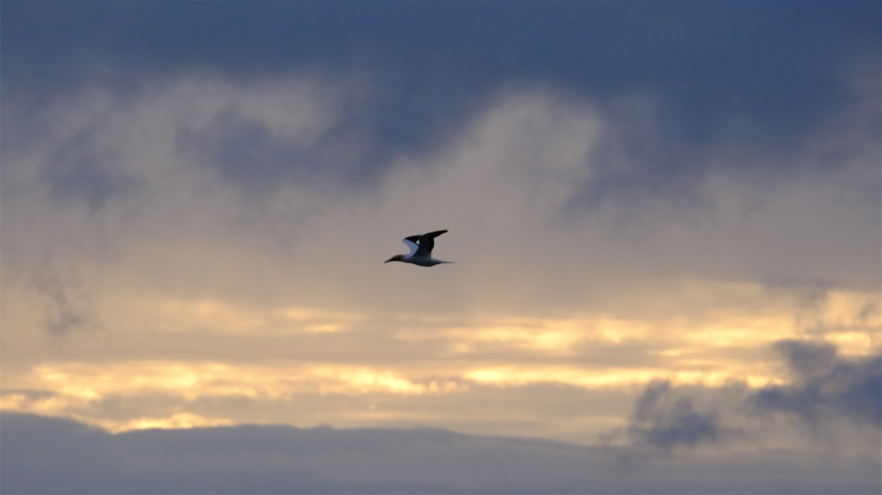 Not-gull flying against a backdrop of patchy cloud.