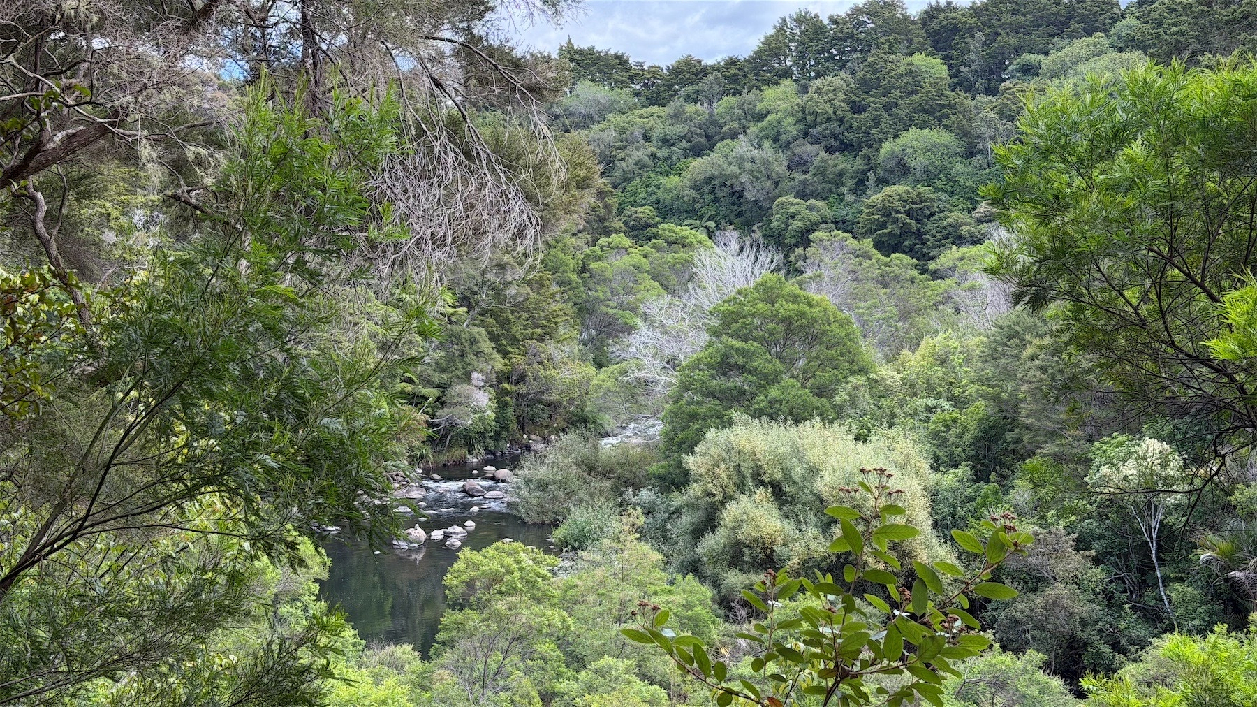 Green trees and bushes above and around a river. 