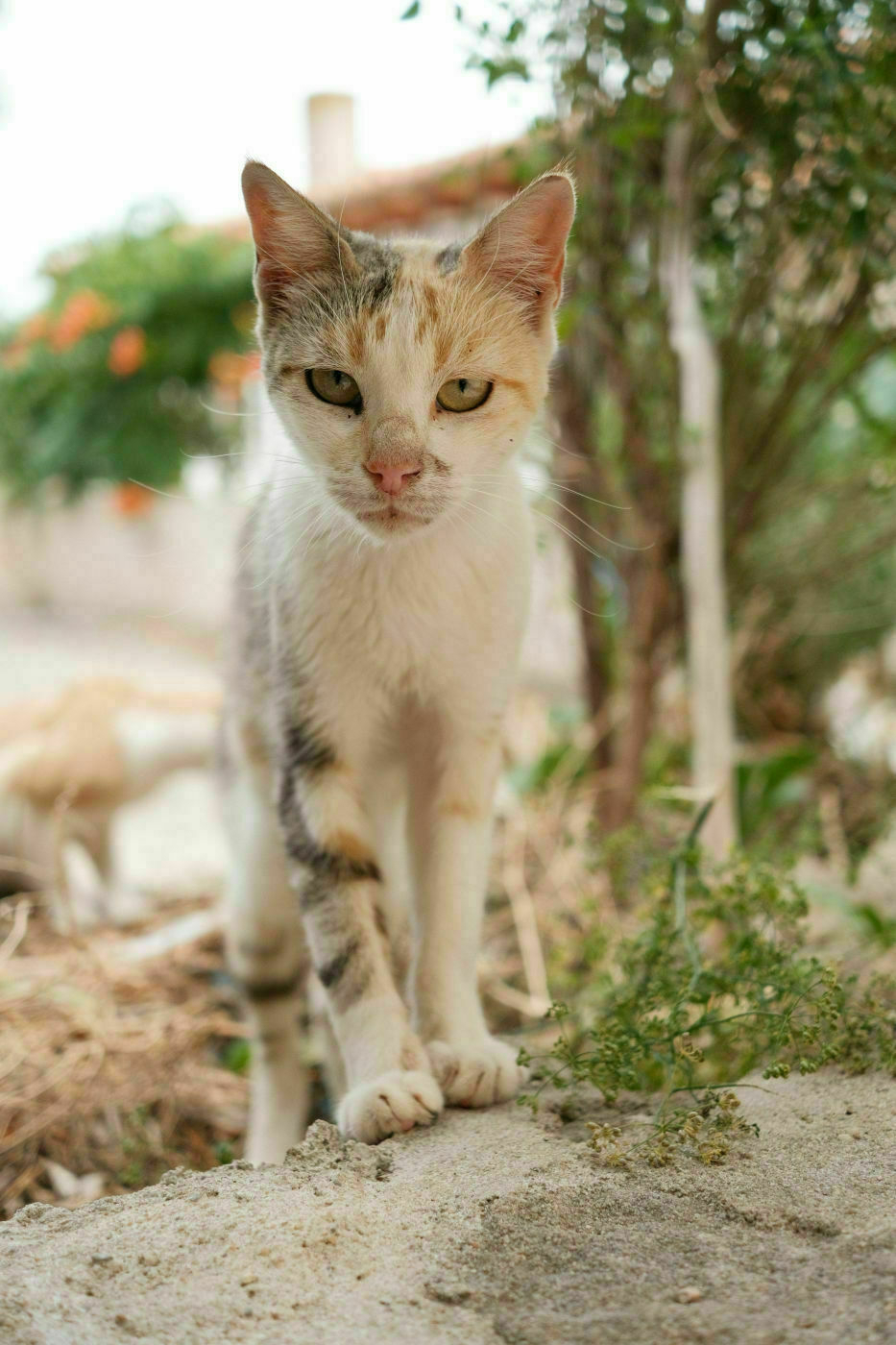 20250813_152557_X_Mora-Rubielos.jpg Young white cat with a bit of yellow and grey fur over the head and right paw. He's standing up and looking straight into the camera. Behind him there are some out of focus trees.