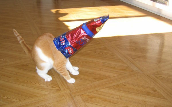 Aslan with a bad on his head