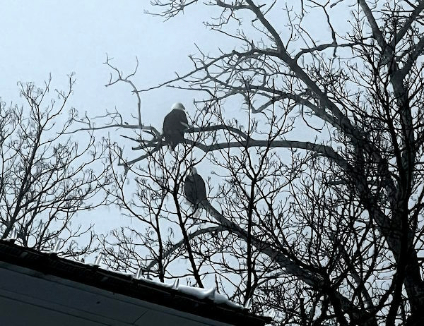 Two bald eages