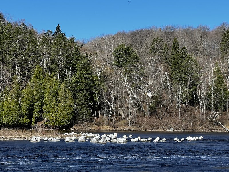 Pelicans
