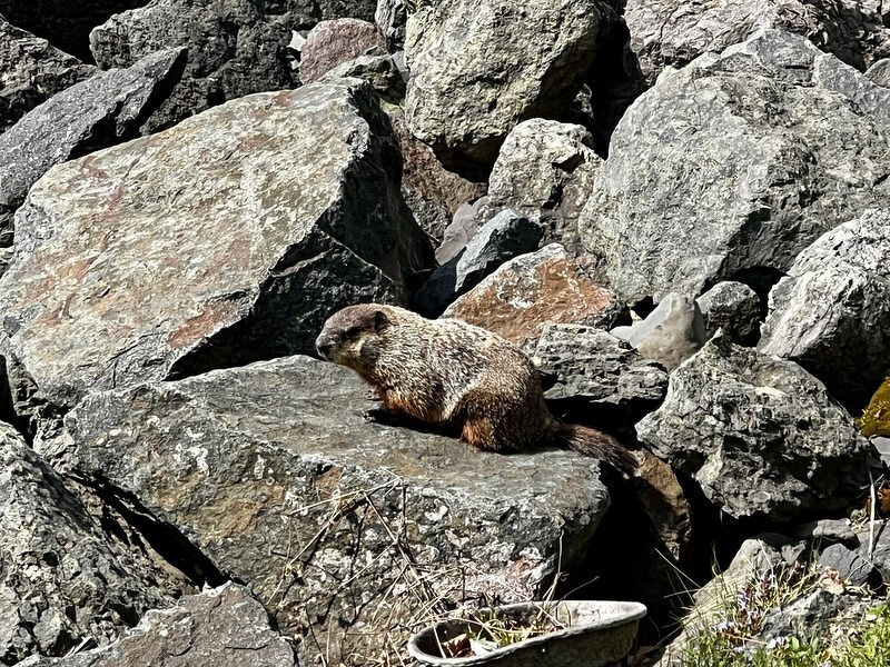 A woodchuck sunning on the rocks