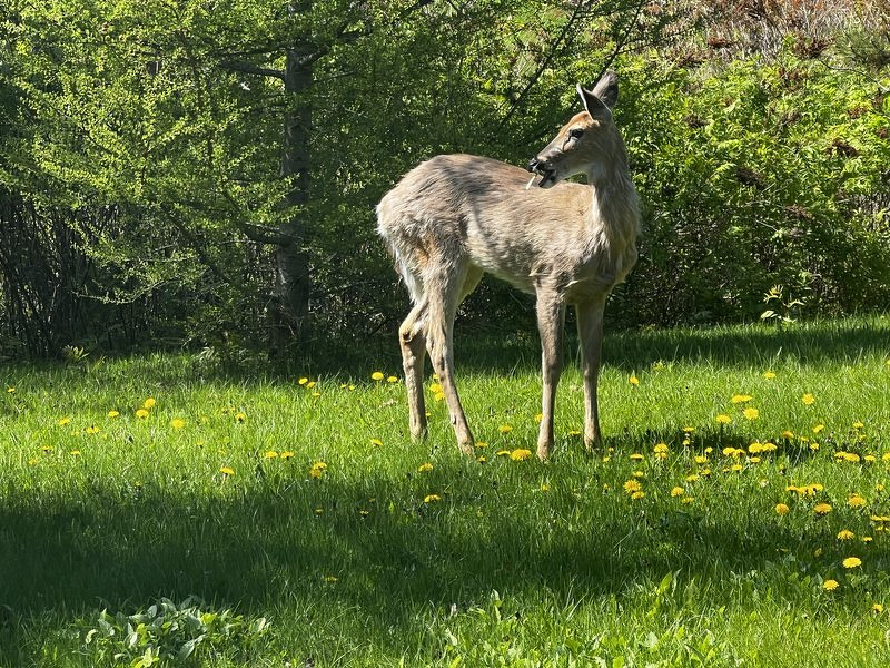 A deer in our yard among the dandelions