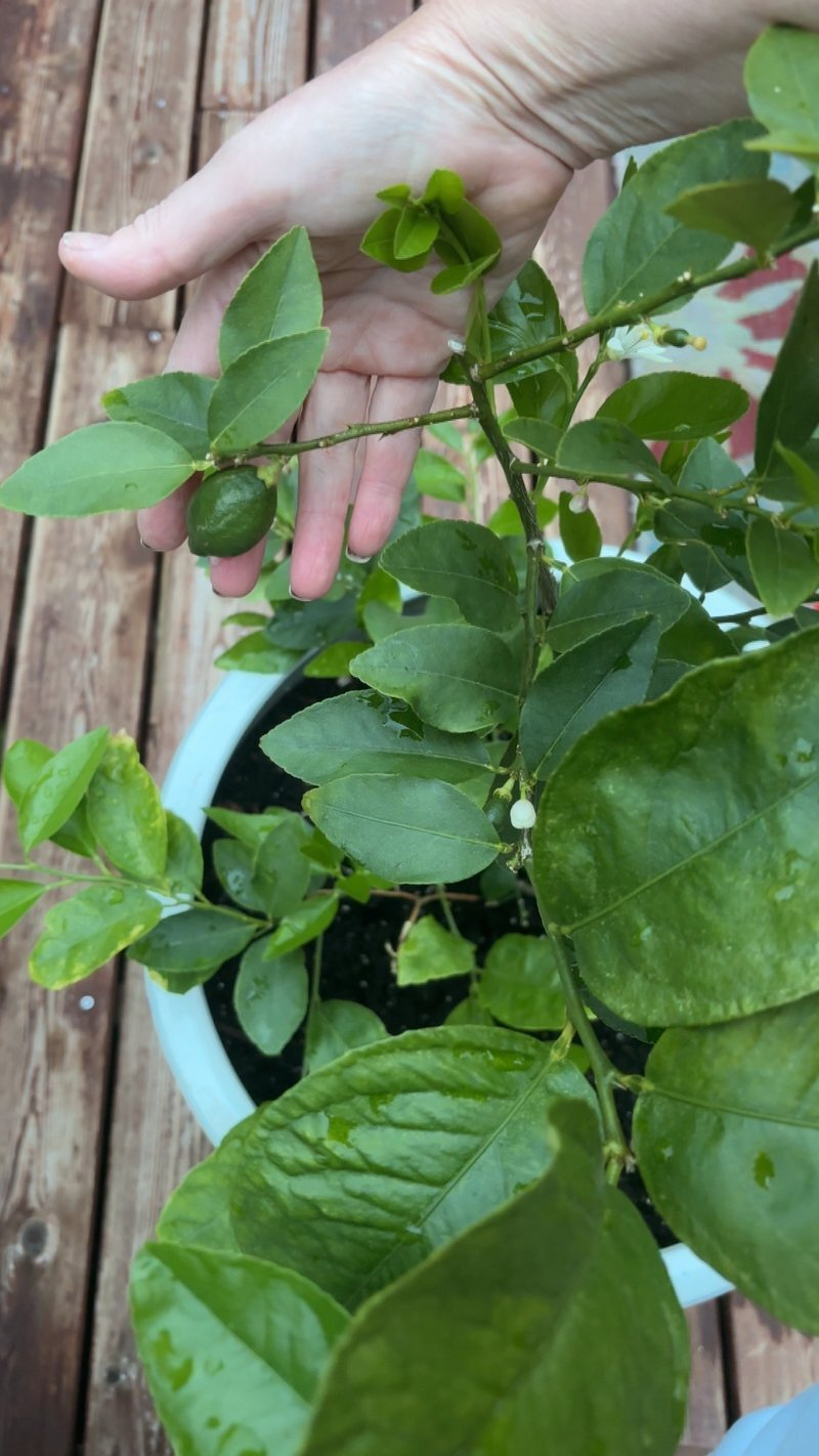 Julie's lime tree with baby limes