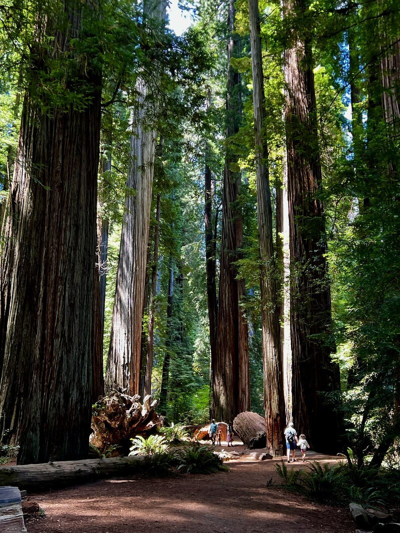 Sunlight filtering down through a grove of redwoods