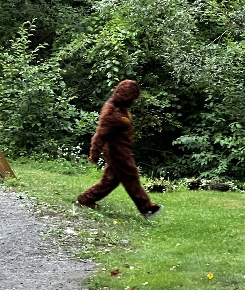 A Sasquatch striding across the grass beside the zoo path