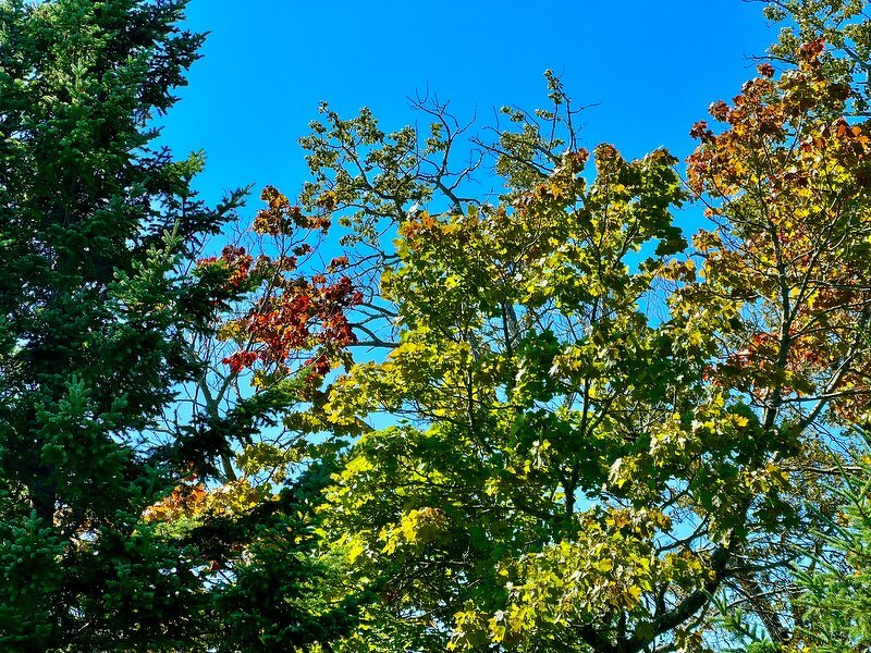 The crown of our big maple against a blue sky, the topmost leaves just starting to turn orange