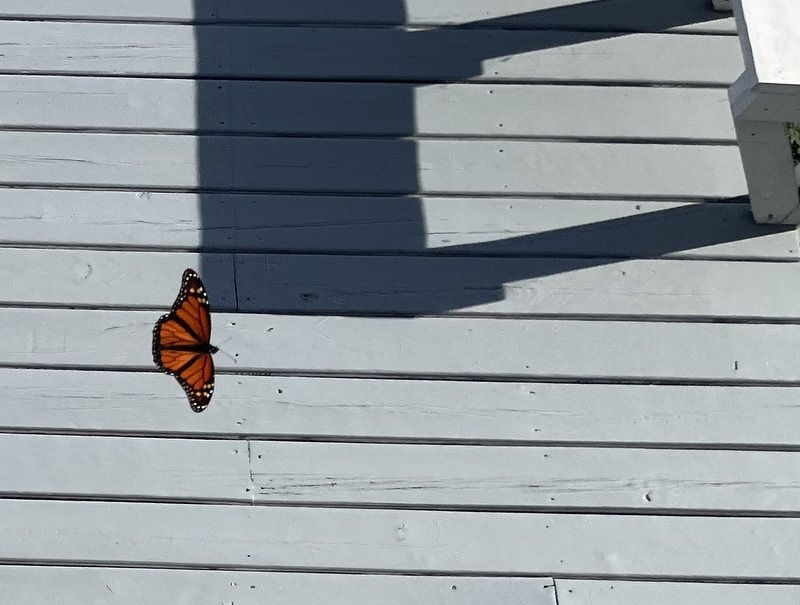 A monarch butterfly flying over our deck, half in sunlight and half in shadow