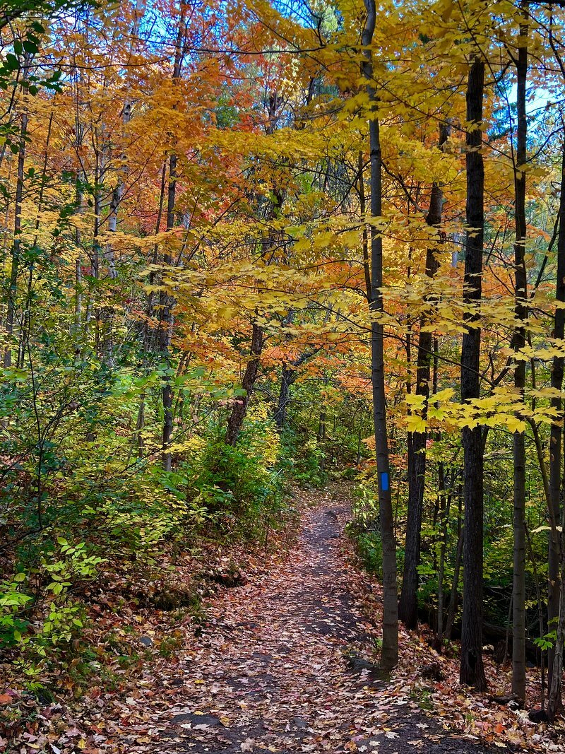 A leaf-covered trail winding through tall, dark tree trunks under a canopy of yellow and orange leaves