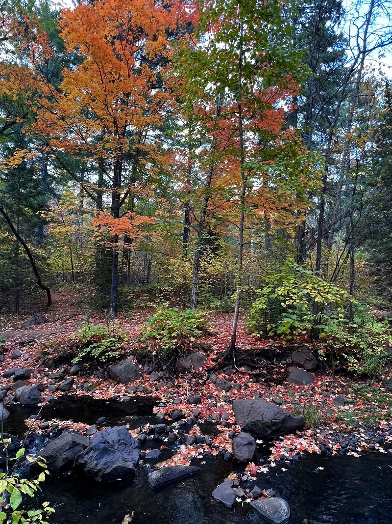 Red and orange maples above a dark creek, its rocks scattered with fallen red leaves