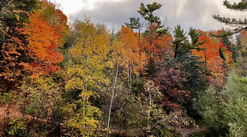 A wide view of a forested hillside ablaze with orange, red, and gold leaves under a cloudy sky