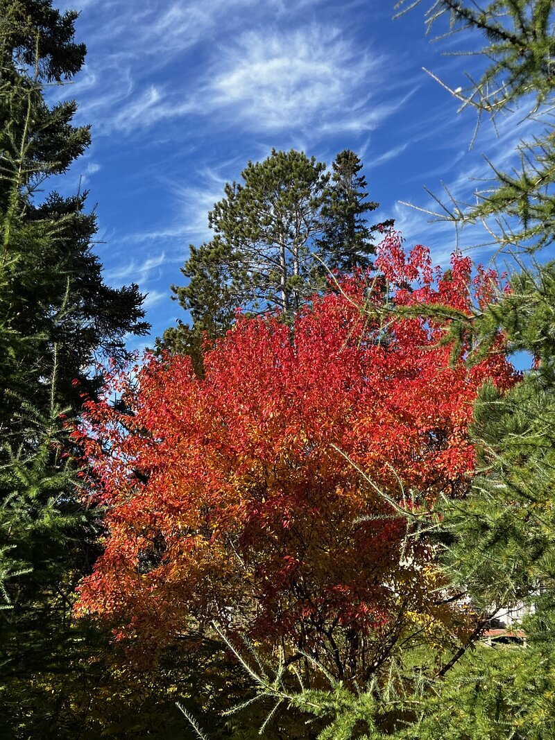 Brilliant October leaves in Duluth