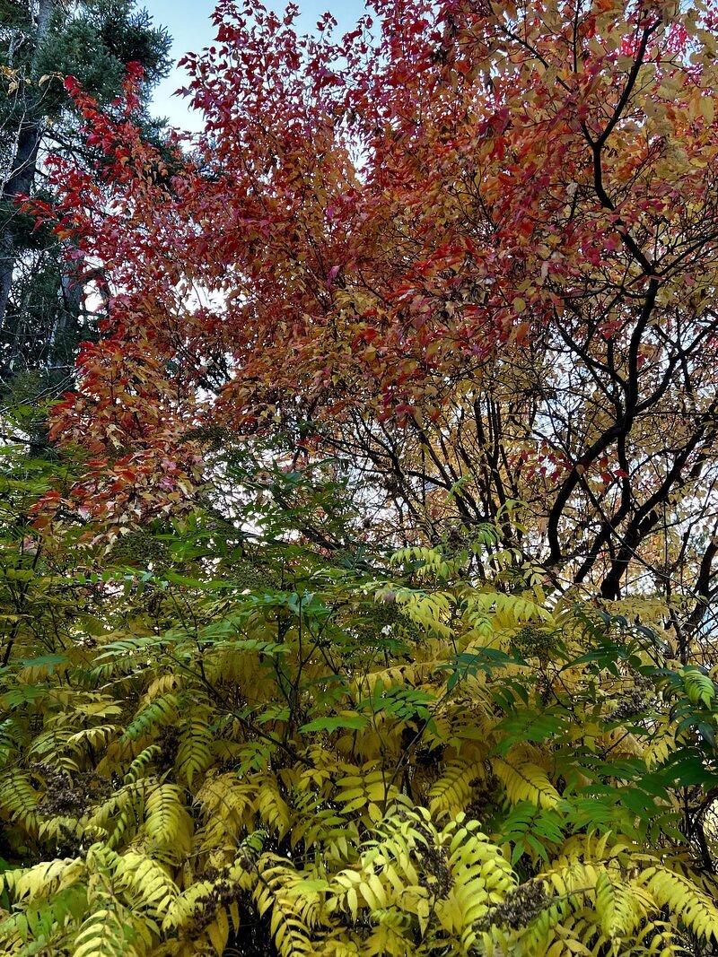 Trees in peak fall color