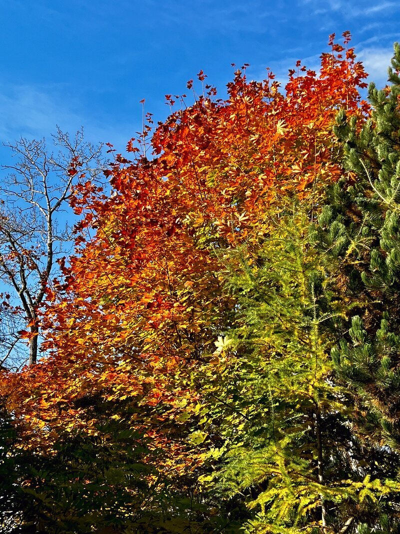 More autumn foliage glowing red, orange, and gold