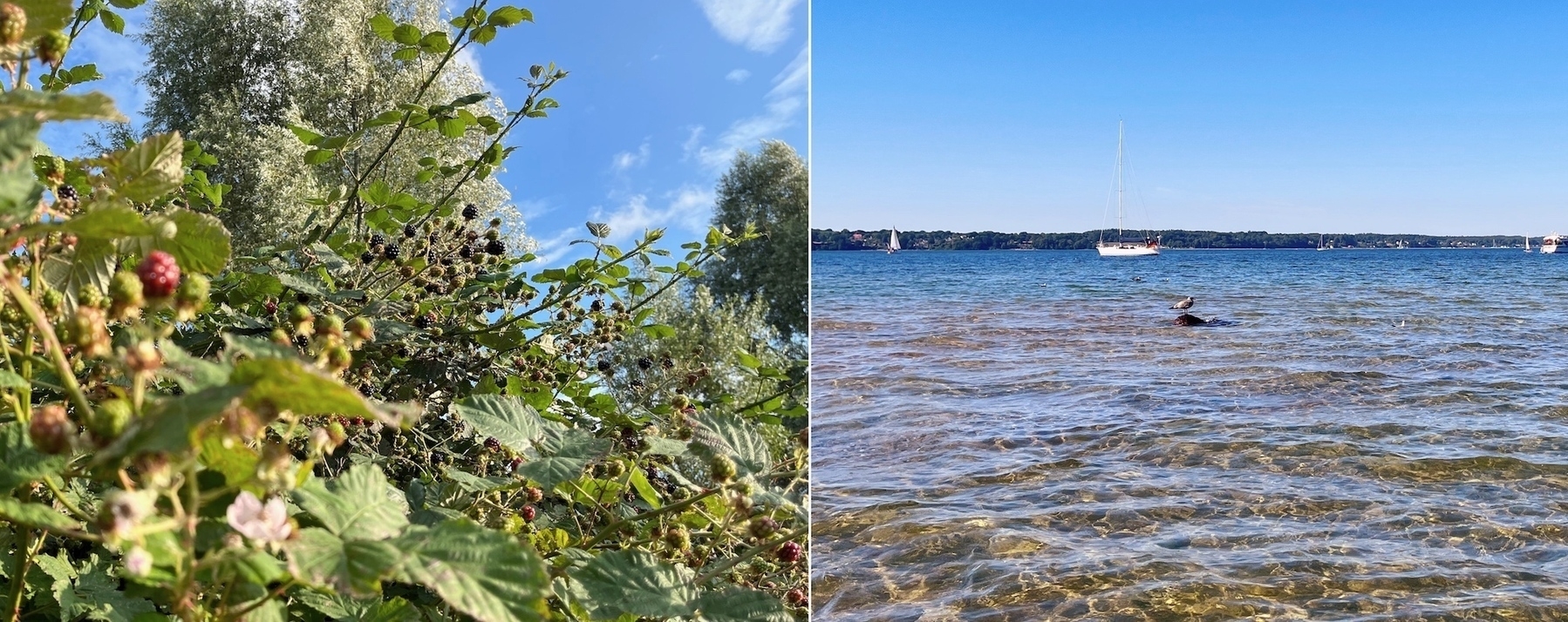 Foto-Kollage: links ein voller Brombeerbusch; rechts Blick über die Flensburger Förde mit einer Möwe auf einem Stein, dahinter ein Segelboot, in der Ferne die dänische Küste