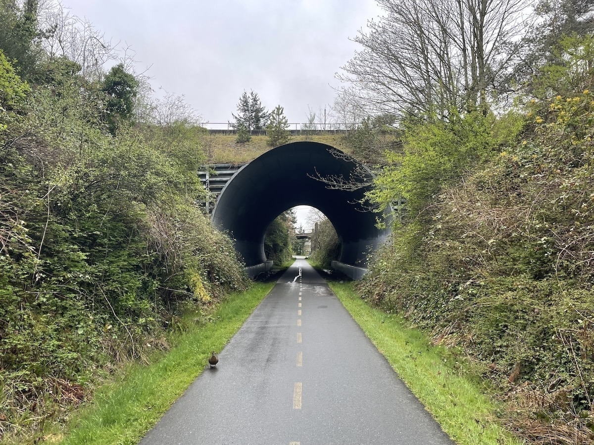Auto-generated description: A pathway lined with greenery leads under a large bridge, with a duck walking along the path.